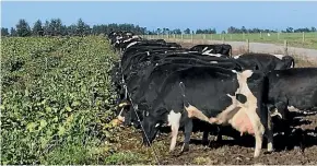  ??  ?? Feeding fodder beet to cows reduces nitrogen leaching as it is high in carbohydra­tes, but low in protein.