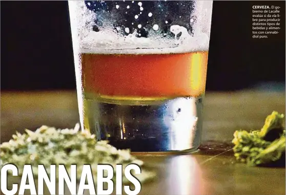  ??  ?? CERVEZA. El gobierno de Lacalle evalúa si da vía libre para producir distintos tipos de bebidas y alimentos con cannabidio­l puro.