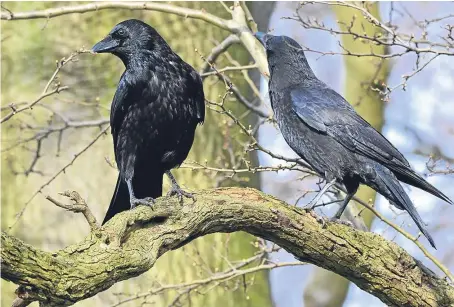  ?? Picture: Getty Images. ?? An “experiment­al” raven cull is to take place in Highland Perthshire