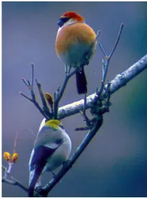  ??  ?? The red-headed bullfinch is found all across the Himalayas