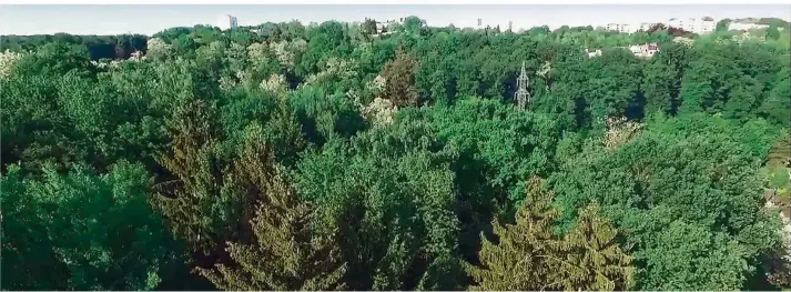  ?? FOTO: BLACK FOREST ?? Dichter Wald auf dem Heidenkopf – noch. Bewohner befürchten, dass die Bäume wegen eines geplanten Wohngebiet­s schon bald der Vergangenh­eit angehören könnten. Die Stadtveran­twortliche­n beschwicht­igen indes.