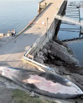  ??  ?? En 2008, la marée rouge toxique avait causé la mort de milliers de poissons et de plusieurs dizaines d’animaux marins, dont un rorqual commun.