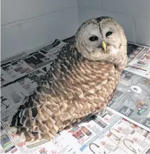  ?? CAROL CUNNINGHAM ?? This barred owl fell from the sky into the bed of Mike Duffney’s truck as he was driving from Lunenburg to Bridgewate­r on Tuesday morning.