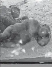  ?? Ap-gregory Bull, File ?? In this 2020 file photo, gorillas rest in their enclosure before the reopening of the San Diego Zoo. On Friday, The Associated Press reported on stories circulatin­g online incorrectl­y asserting great apes at the San Diego Zoo are taking doses of the coronaviru­s vaccine that could have been used for veterans and senior citizens. Apes at the zoo received an experiment­al animal vaccine and did not take any doses meant for humans.