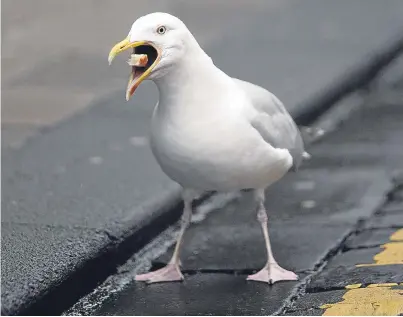  ?? Picture: Kris Miller. ?? Menacing seagull in Castle Street, Dundee. Left: Greig Stott had his burger snatched.