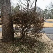  ?? ?? Damage from December’s cold is unsightly, but shrubs like this might not be dead: Wait to see what happens in spring. (Special to the Democrat-Gazette)