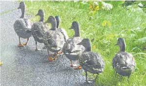  ??  ?? “I encountere­d these ducks in Glenisla the other evening and wondered where they were heading for,” says reader Tricia Brown.