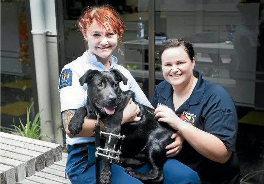  ?? PHOTO: CHRISTEL YARDLEY/STUFF ?? Elmo has become the people’s puppy after he was abused. He’s here with adoptive owner Constable Felicity Holloway and Waikato district animal controller Jo Newell.