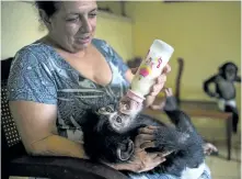  ?? RAMON ESPINOSA/THE ASSOCIATED PRESS ?? Zoologist Martha Llanes feeds Ada, a baby chimpanzee, while baby chimpanzee Anuma II, right, looks on, in Llanes’s apartment in Havana, Cuba.