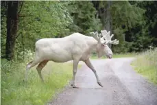  ?? — Reuters ?? A rare white moose is seen in Gunnarskog, Varmland, Sweden.