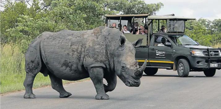  ?? Picture: THE ASAHI SHIMBUN PREMIUM / GETTY IMAGES ?? RIGHT OF WAY: A rhino strolls across the road in the Kruger National Park.