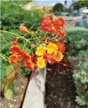  ?? (Samantha Feuss/TNS) ?? THE NATIONAL FLOWER of Barbados, ‘The Pride of Barbados,’ aka Dwarf Poinciana or Flower Fence.