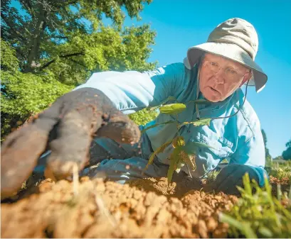  ?? MORNING CALL FILE PHOTO ?? Tom Huff plants an American chestnut sapling as part of a program in conjunctio­n with the Wildlands Conservanc­y, which needs gardening supplies, especially loppers and gloves.