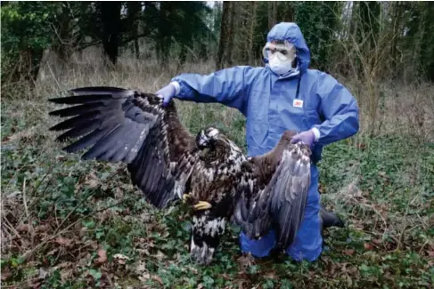  ?? ?? A white - tai l ed eag l e found poisoned on a shooting estate in Dorset (RSPB)