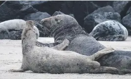  ??  ?? GETTING COSY. A female grey seal, front, and a male grey seal on the beach on the north Sea island of Helgoland.