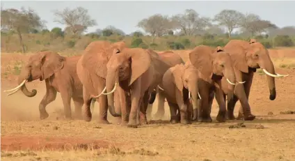  ?? AFP ?? En Botsuana se acostumbra matar elefantes para reducir su población