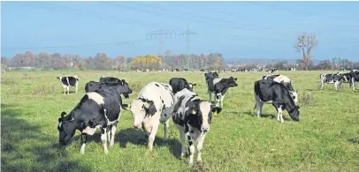  ??  ?? A Dutch environmen­tal group wants to see curbs on livestock production in order to reduce greenhouse gases.