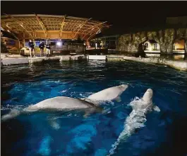  ?? Associated Press ?? Three beluga whales swim together in an acclimatio­n pool after arriving at Mystic Aquarium last year.