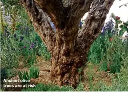  ??  ?? Ancient olive trees are at risk