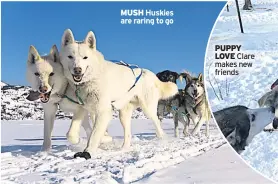  ??  ?? MUSH Huskies are raring to go