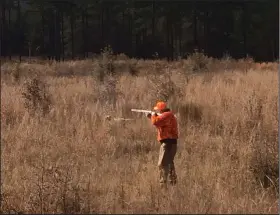  ?? (Arkansas Democrat- Gazette/Bryan Hendricks) ?? Weedy areas adjacent to mature pine stands are excellent places to find bobwhite quail throughout the state.