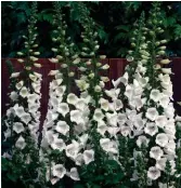  ??  ?? Self-seeding foxgloves reign supreme