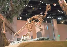  ?? SHABAN ATHUMAN/THE DALLAS MORNING NEWS VIA AP ?? A Convolosau­rus marri skeleton.
