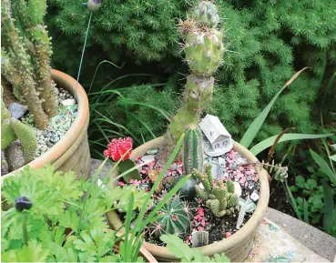  ?? ?? Some prickly cactus and a tiny fairy house.