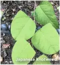  ??  ?? Japanese knotweed