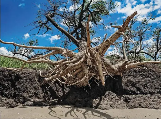  ??  ?? > ARRANCADO DE CUAJO Un ejemplar de ceibo en la playa, sacado de raíz por la suba del agua.