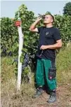  ??  ?? Weinlese auf dem Langen Rücken in Grano. (0ben) ; Ragna Haseloff in Baruth (unten links); Matthias Jahnke misst mit dem Refraktome­ter die Öchslezahl seiner Reben (unten rechts). FOTOS: CORNELIA WOLTER