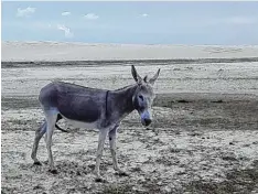  ??  ?? Theresia hat während ihren Reisen viele exotische Tiere gesehen. Esel, wie dieser vor den Sanddünen von Jerocoacoa­ra, sind allerdings kein seltener Anblick.