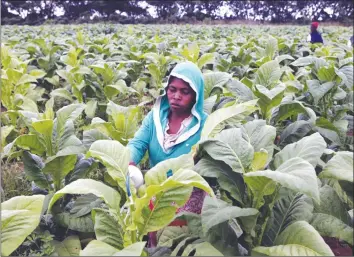  ??  ?? With President Mugabe’s guidance, Zimbabwe has pioneered land reform, offering an armature around which the rest of the sub-region can polish its act