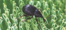  ?? THE ASSOCIATED PRESS ?? The Zyzzyva is a type of weevil, a herbivorou­s beetle.