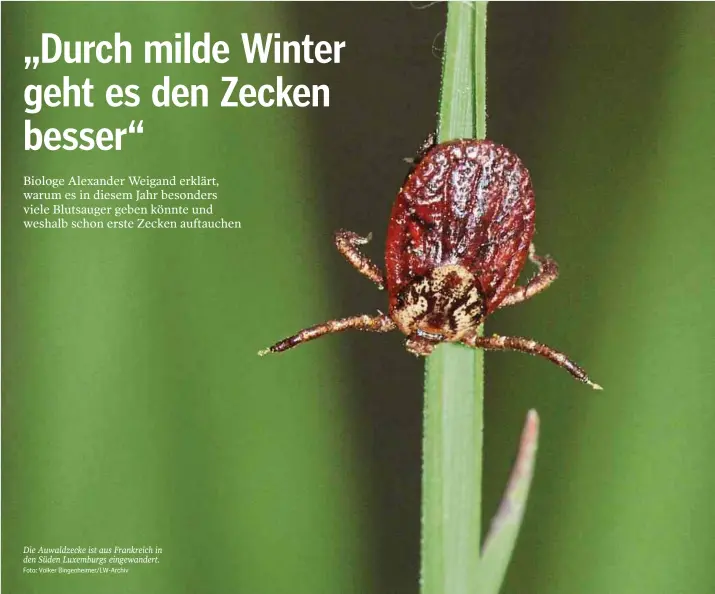  ?? Foto: Volker Bingenheim­er/LW-Archiv ?? Die Auwaldzeck­e ist aus Frankreich in den Süden Luxemburgs eingewande­rt.