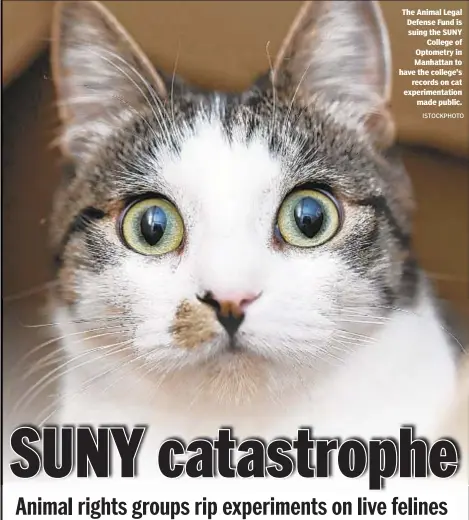  ?? ISTOCKPHOT­O ?? The Animal Legal Defense Fund is suing the SUNY College of Optometry in Manhattan to have the college's records on cat experiment­ation made public.