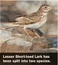  ??  ?? Lesser Short-toed Lark has been split into two species.
