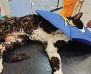  ?? ?? Rambo has been left with severe burns to his nose, mouth, throat, gullet, legs, paws and torso after the sickening attack