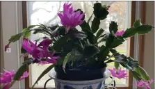  ?? PHOTO BY PAM BAXTER ?? Christmas cactus in bloom.