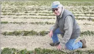  ?? Ned Gerard / Hearst Connecticu­t Media ?? Terry Jones, owner of Jones Family Farms, inspects plants in one of his strawberry fields in Shelton on Wednesday. Jones Farms is currently evaluating the safest way to conduct their pick- your- berry business this summer.