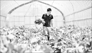  ??  ?? Shibakai working at his organic vegetable farm in Inzai, Chiba prefecture. He produces organic lettuce, tomatoes, carrots and other vegetables for a market that has tasted nothing like the success the sector has enjoyed in other advanced economies. —...