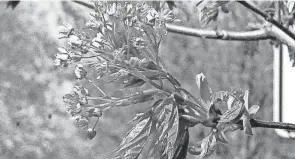  ?? MIKE SCHENK/THE-DAILY-RECORD.COM ?? Tree buds are opening again and releasing their pollen that can aggravate many who deal with seasonal allergies.