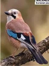  ?? ?? MALIGNED Eurasian jay