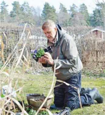  ??  ?? VÅRTIDER. Innan allt annat blommar får penséer sätta färg på kolonilott­en.