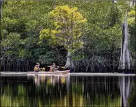  ??  ?? Park visitors paddle past a dead cypress tree on the Loxahatche­e River in Johnathan Dickinson State Park in Martin County on Aug. 27. Saltwater intrusion often kills the trees.