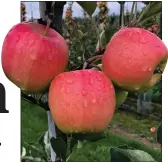  ??  ?? CORE VALUE: The new Flanders Pink apple will soon be on sale in Britain