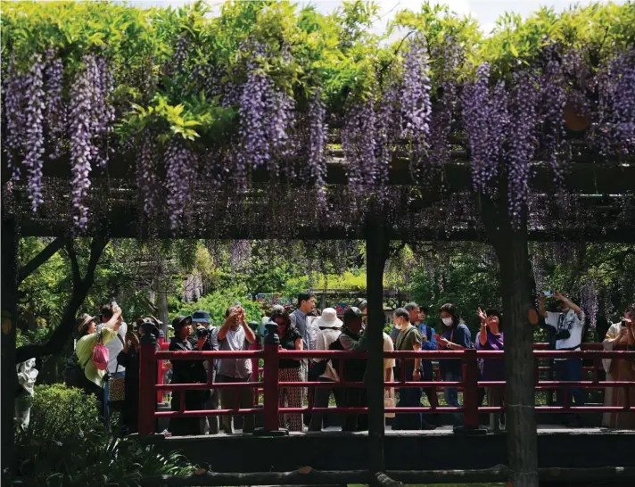  ?? ?? Visitors admire blooming wisterias at Kameido Tenjin shrine during the annual wisteria festival on Friday, April 26, 2024 in Tokyo. Kameido Tenjin is one of the most famous wisteria spots in Tokyo and the festival runs until April 30. (AP Photo/Eugene Hoshiko)