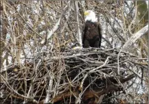  ?? CONTRIBUTE­D BY JIM WELLER ?? Orv keeps watch as Willa sits on an egg in the nest in March. The resident bald eagles at Carillon Historical Park have an eaglet in their nest.