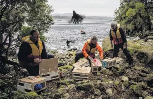  ?? PHOTO: EM OYSTON ?? New home . . . Murray Willans, Heather Barnes and Ron Bull release tieke on to the east coast of Five Fingers Peninsula, 2018.