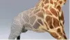  ?? VITAL MECHANICS ?? A computer simulation of the skin of a giraffe while it’s running, developed by Vital Mechanics.